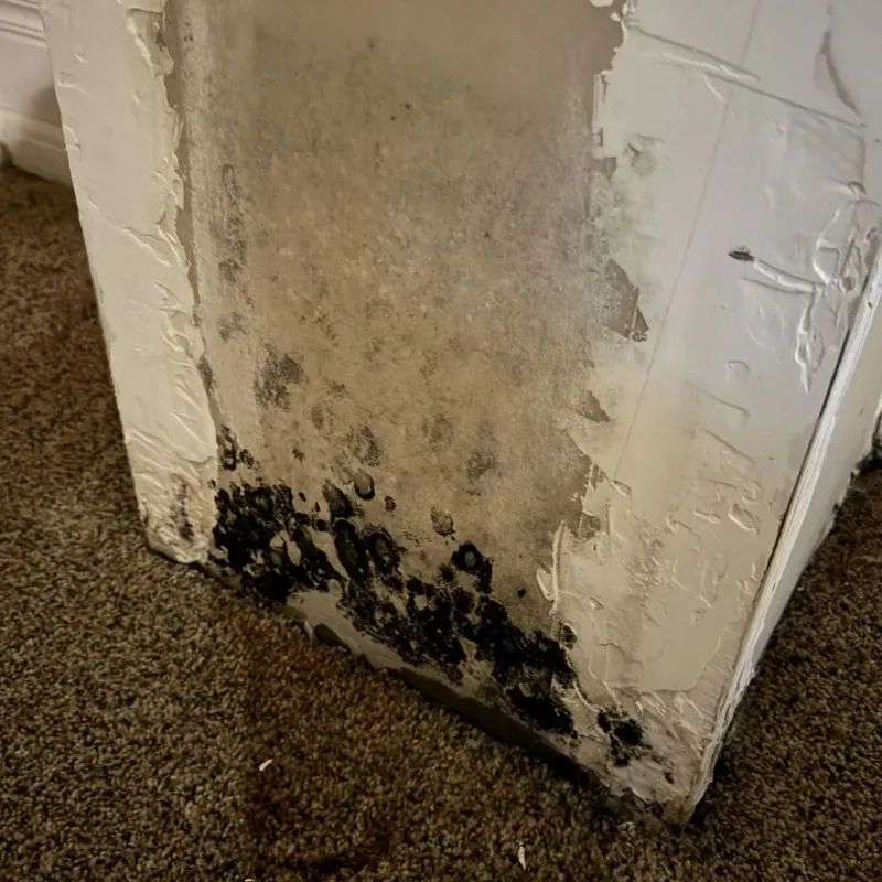 Professional Mold Removal in Northbridge, MA